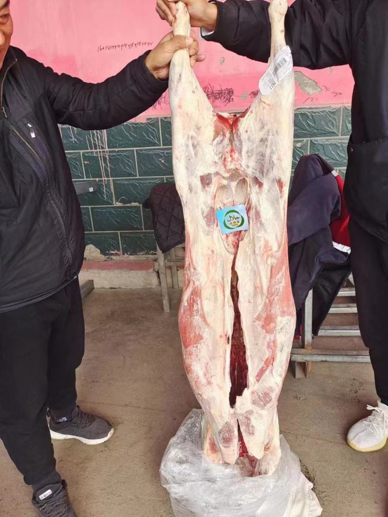 羊酮体