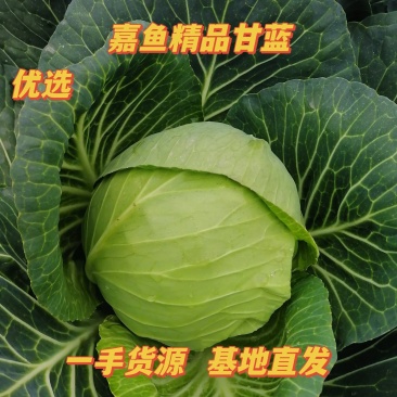 精品甘蓝圆包菜湖北嘉鱼产地直发黄金甲、楚禾、斯特丹圆甘蓝