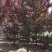 6-12公分红叶李紫叶李扦插苗嫁接苗数量充足价格美丽