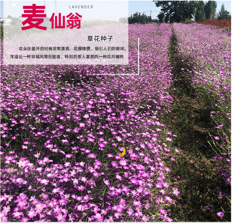 麦仙翁种子麦毒草花期长四季播种花坛花境庭院景观花卉道路