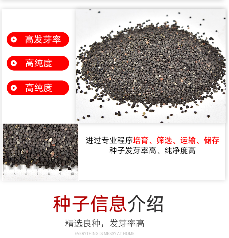 麦仙翁种子麦毒草花期长四季播种花坛花境庭院景观花卉道路