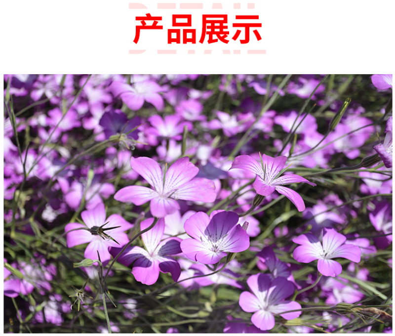 麦仙翁种子麦毒草花期长四季播种花坛花境庭院景观花卉道路