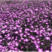 麦仙翁种子麦毒草花期长四季播种花坛花境庭院景观花卉道路