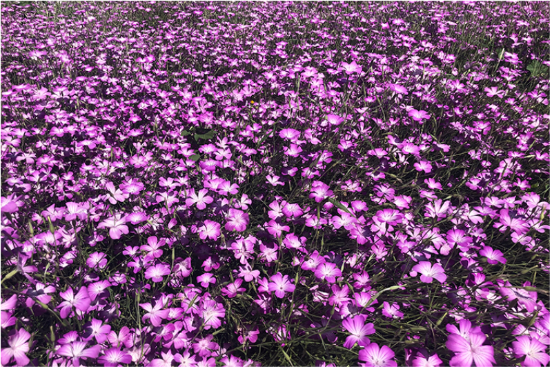 麦仙翁种子麦毒草花期长四季播种花坛花境庭院景观花卉道路