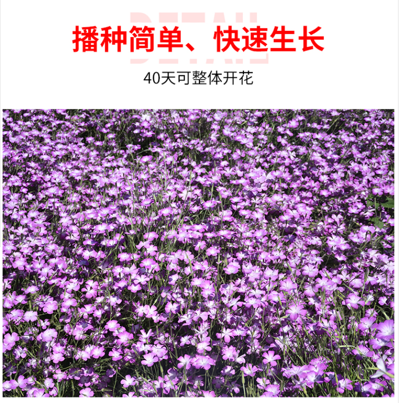 麦仙翁种子麦毒草花期长四季播种花坛花境庭院景观花卉道路