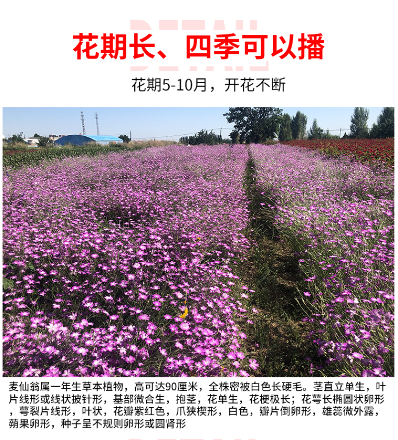 麦仙翁种子麦毒草花期长四季播种花坛花境庭院景观花卉道路
