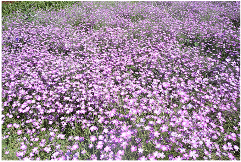 麦仙翁种子麦毒草花期长四季播种花坛花境庭院景观花卉道路