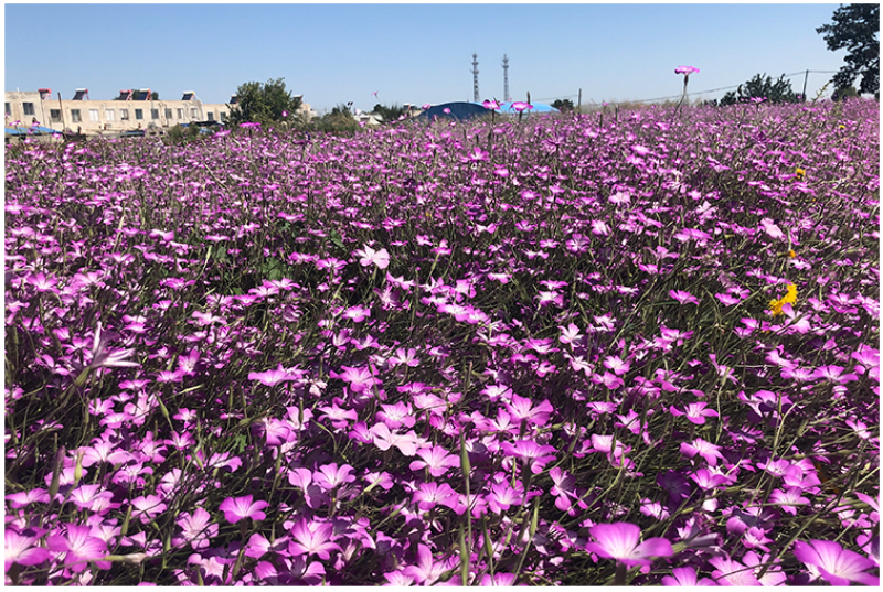 麦仙翁种子麦毒草花期长四季播种花坛花境庭院景观花卉道路