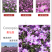麦仙翁种子麦毒草花期长四季播种花坛花境庭院景观花卉道路