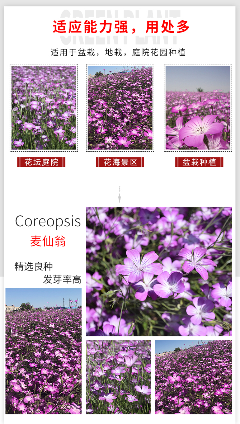 麦仙翁种子麦毒草花期长四季播种花坛花境庭院景观花卉道路