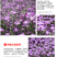 麦仙翁种子麦毒草花期长四季播种花坛花境庭院景观花卉道路