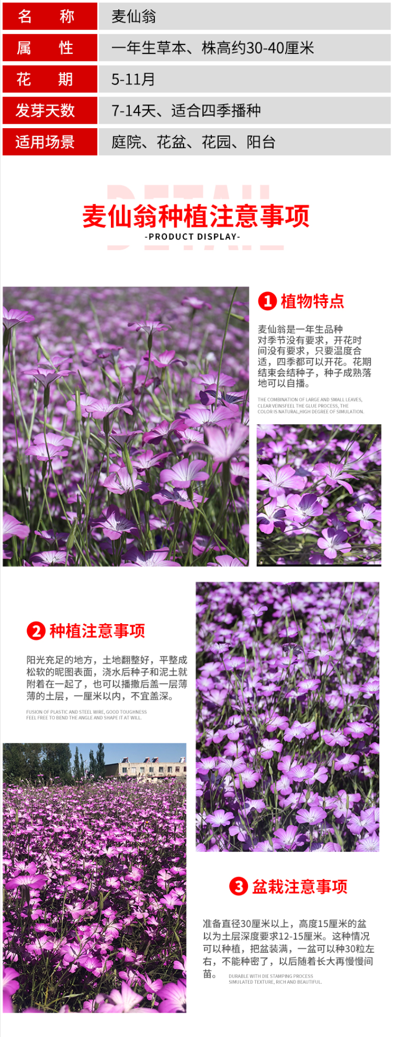 麦仙翁种子麦毒草花期长四季播种花坛花境庭院景观花卉道路