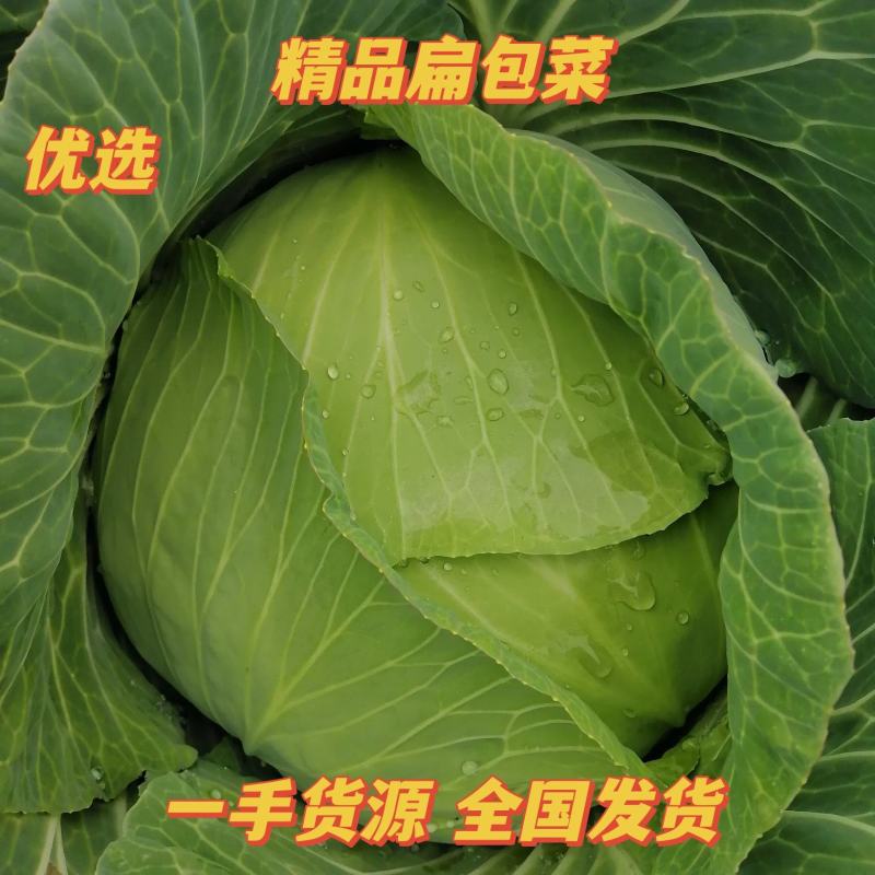 嘉鱼扁包菜优质平包菜产地直发保质保量货源充足可全国发货