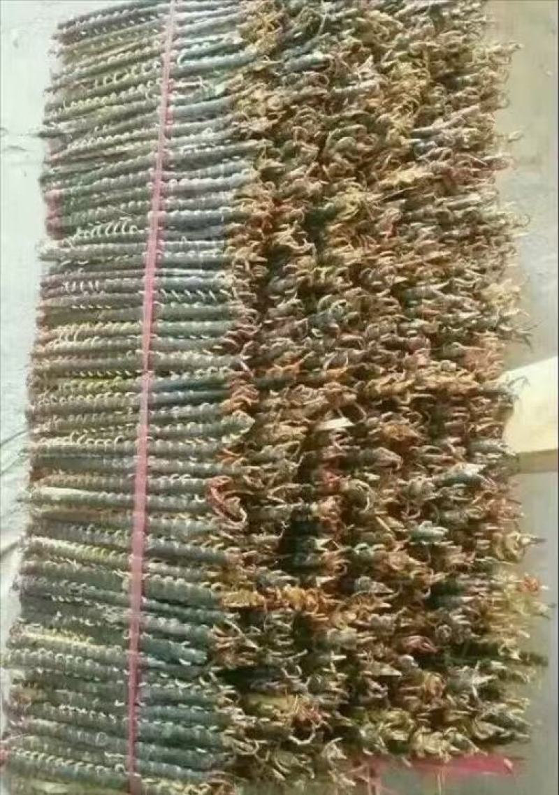 随州金头金头蜈蚣种源、种苗，干品鲜货