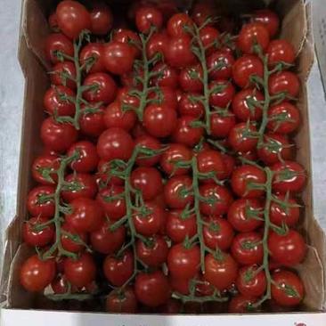 串收番茄，串收小番茄，串番茄，玻璃温室椰糠种植，货源稳定