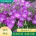 麦仙翁种子麦毒草花期长四季播种花坛花境庭院景观花卉道路