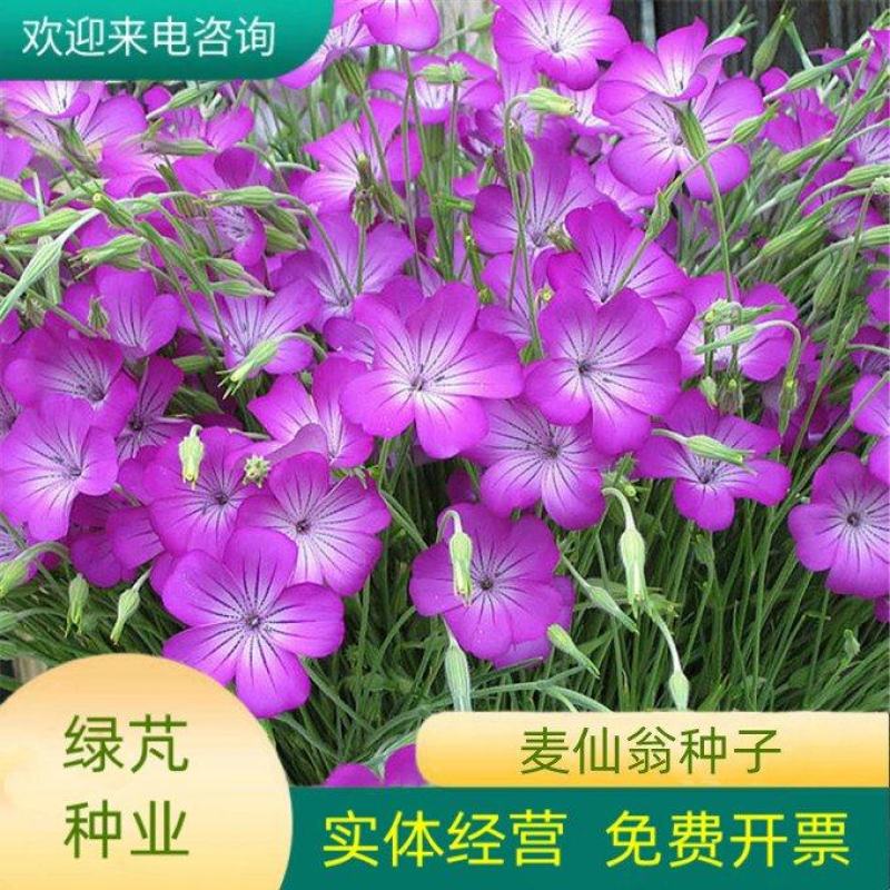 麦仙翁种子麦毒草花期长四季播种花坛花境庭院景观花卉道路