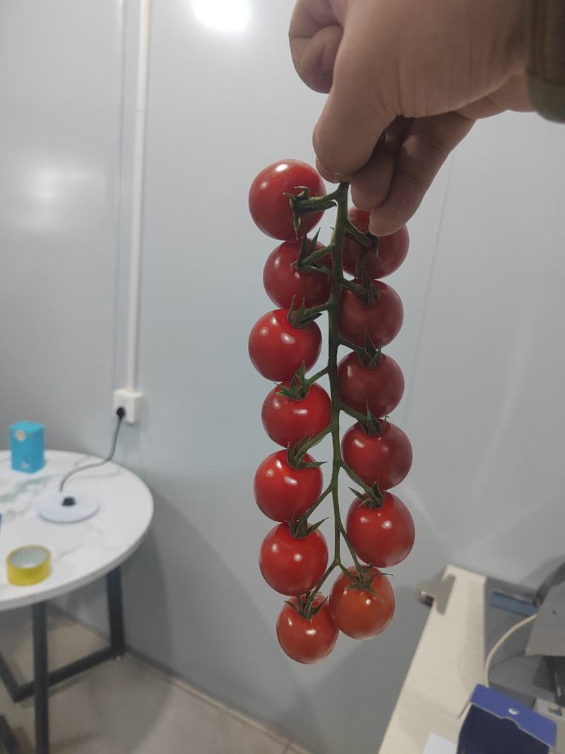 串收番茄，串收小番茄，串番茄，玻璃温室椰糠种植，货源稳定