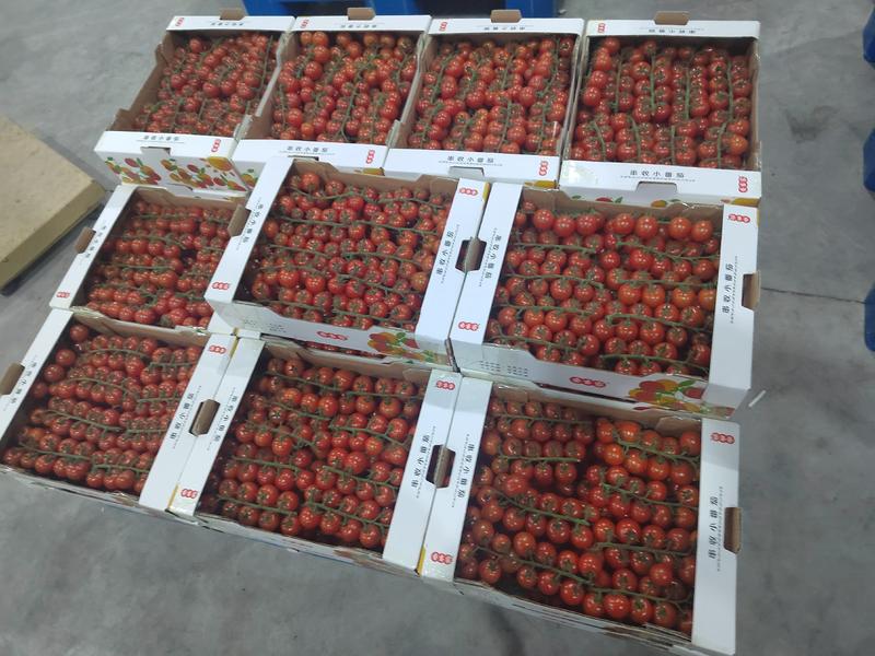 串收番茄，串收小番茄，串番茄，玻璃温室椰糠种植，货源稳定