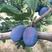 新品种蓝蜜西梅苗嫁接法兰西梅李子苗南北方种植当年结地栽