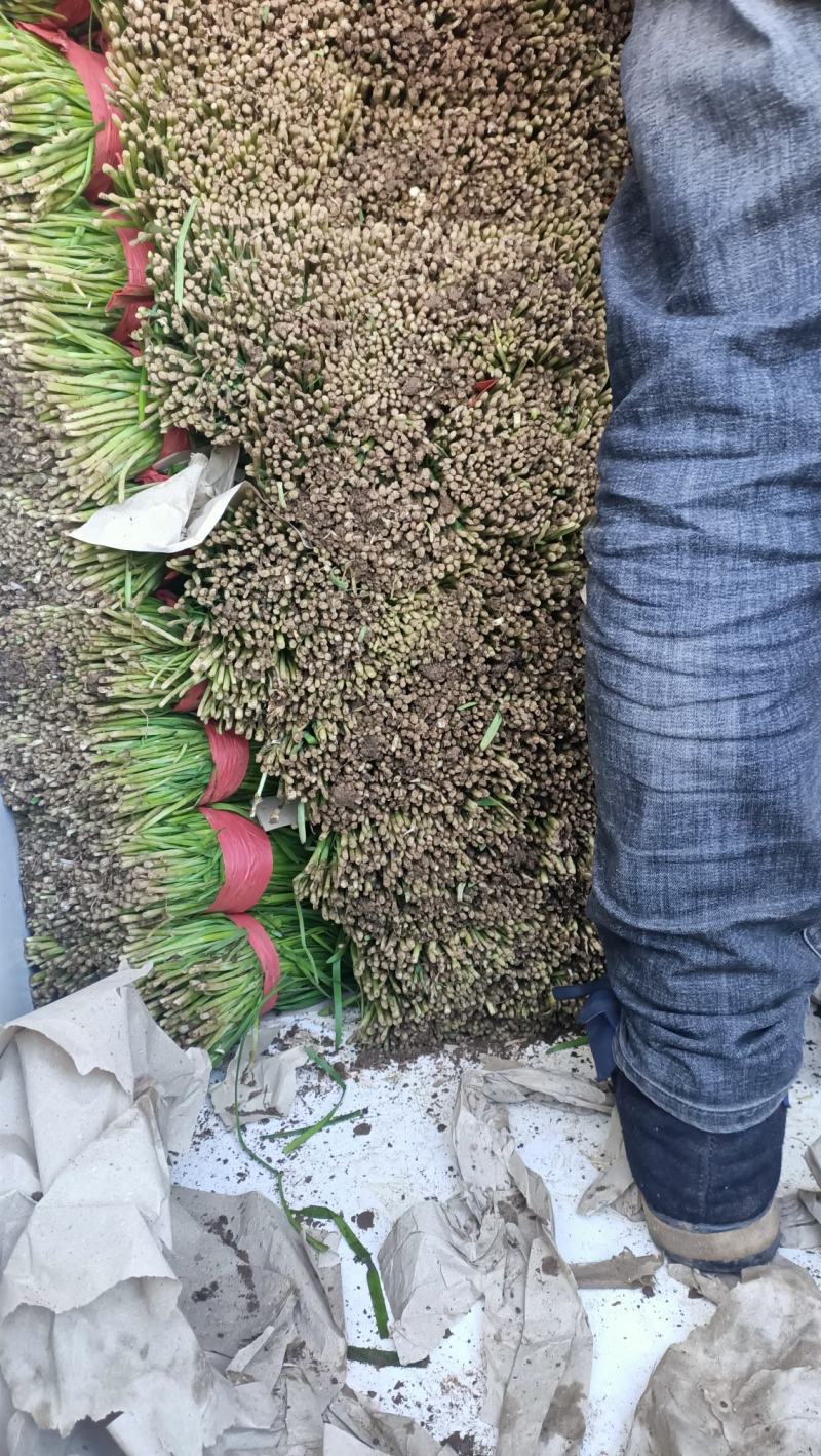乐亭头茬韭菜大量上市可当天采摘当天发货价格美丽