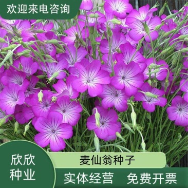 麦仙翁种子麦毒草花期长春季四季播花坛花境庭院景观花卉道路