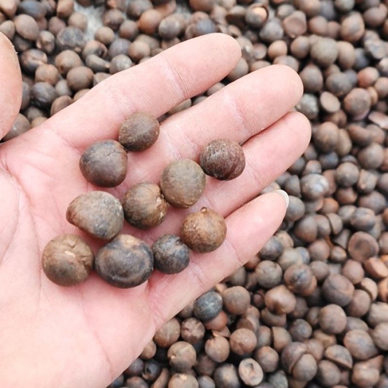油茶籽，珍珠籽