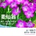 麦仙翁种子麦毒草花期长春季四季播花坛花境庭院景观花卉道路