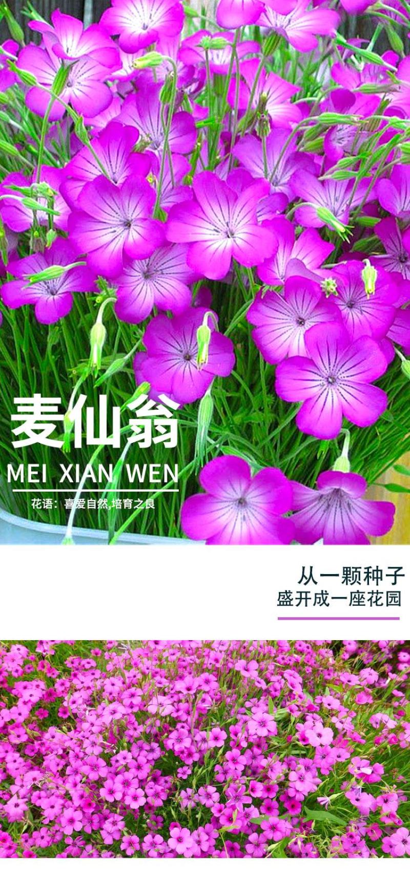 麦仙翁种子麦毒草花期长春季四季播花坛花境庭院景观花卉道路