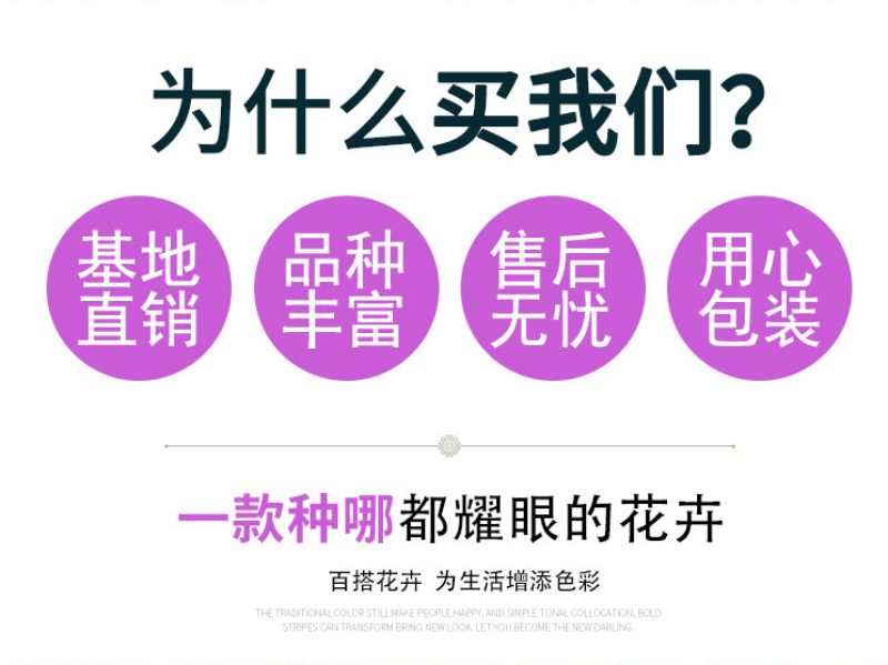 麦仙翁种子麦毒草花期长春季四季播花坛花境庭院景观花卉道路