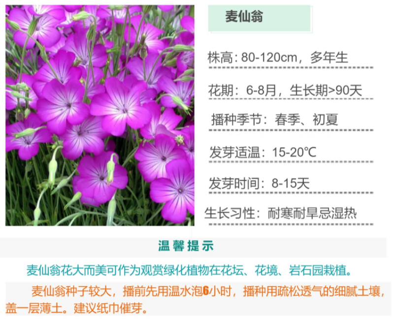 麦仙翁种子麦毒草花期长春季四季播花坛花境庭院景观花卉道路