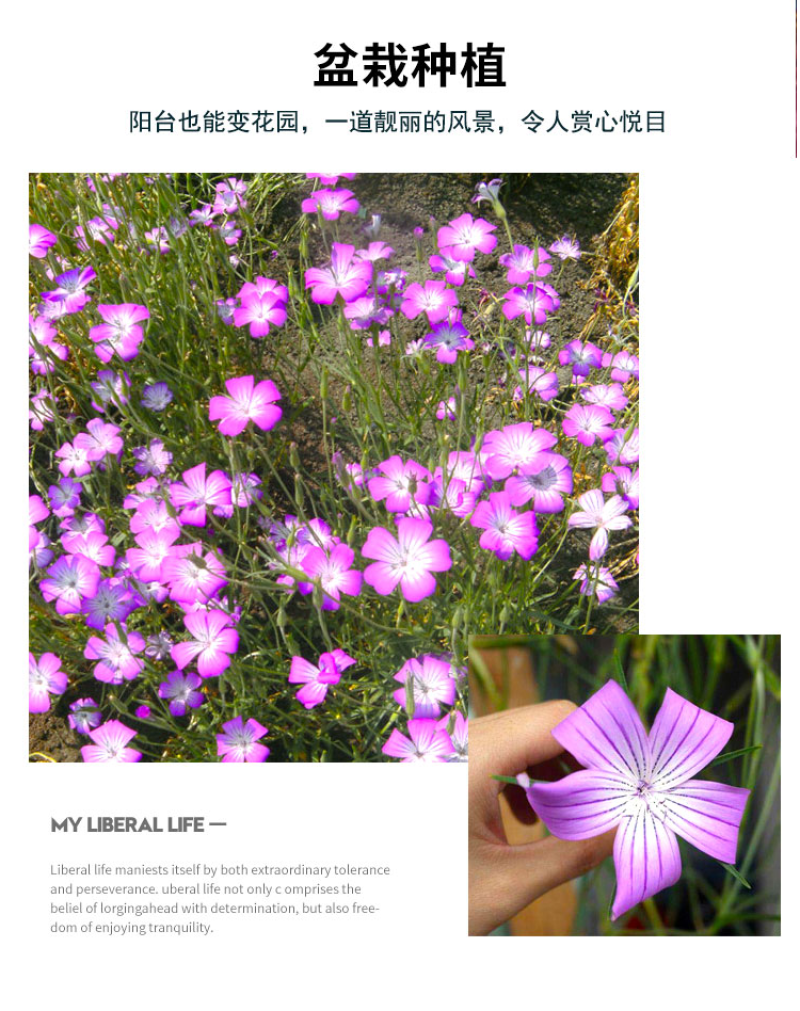 麦仙翁种子麦毒草花期长春季四季播花坛花境庭院景观花卉道路