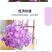 麦仙翁种子麦毒草花期长春季四季播花坛花境庭院景观花卉道路