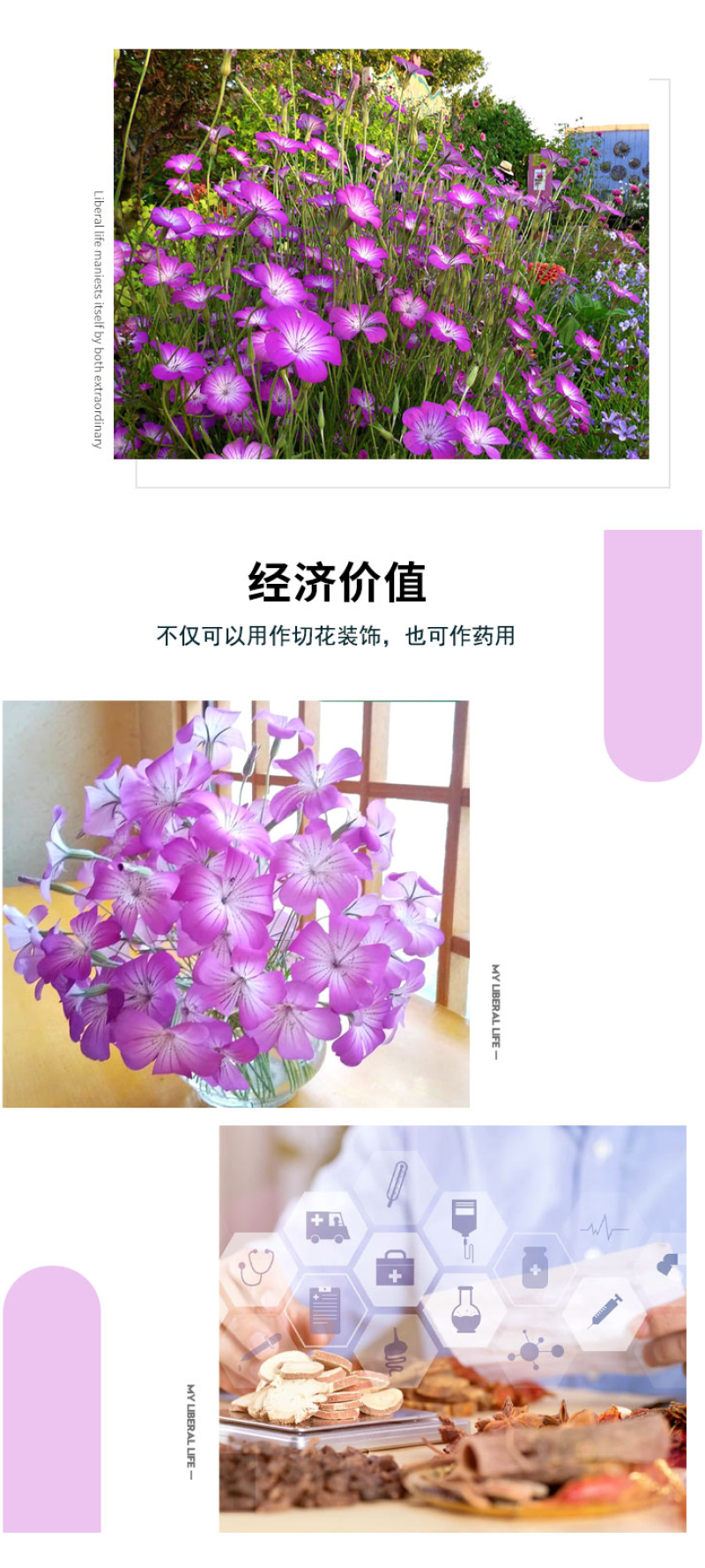 麦仙翁种子麦毒草花期长春季四季播花坛花境庭院景观花卉道路