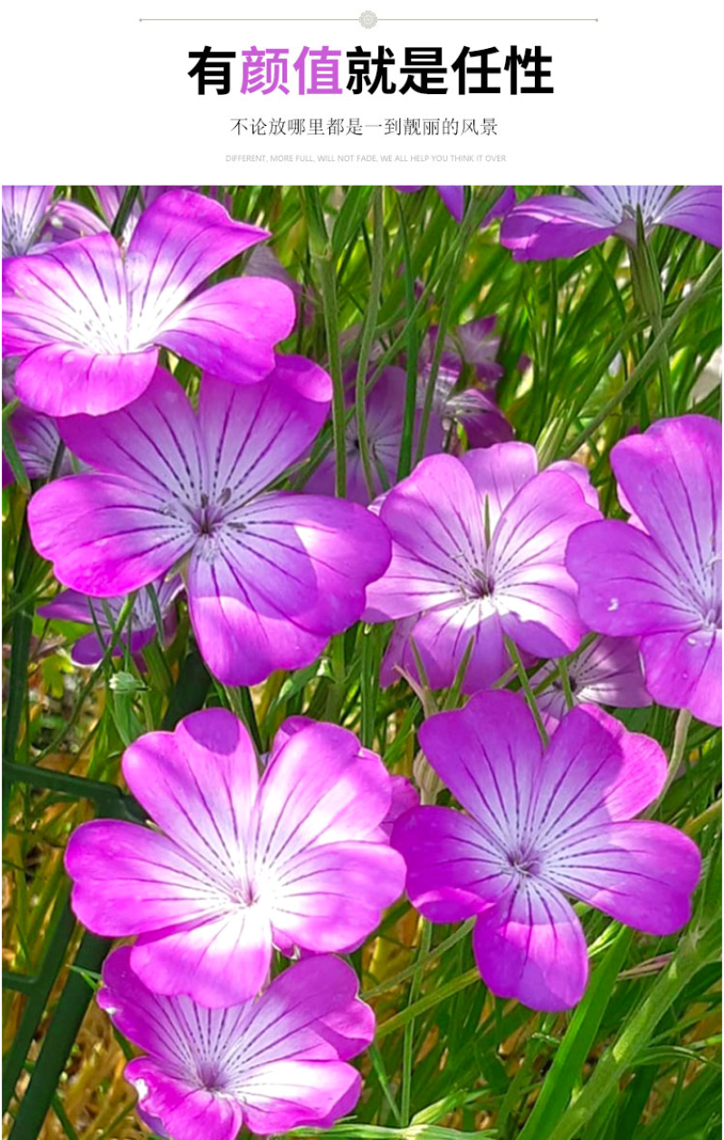 麦仙翁种子麦毒草花期长春季四季播花坛花境庭院景观花卉道路