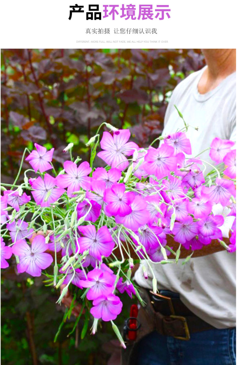 麦仙翁种子麦毒草花期长春季四季播花坛花境庭院景观花卉道路