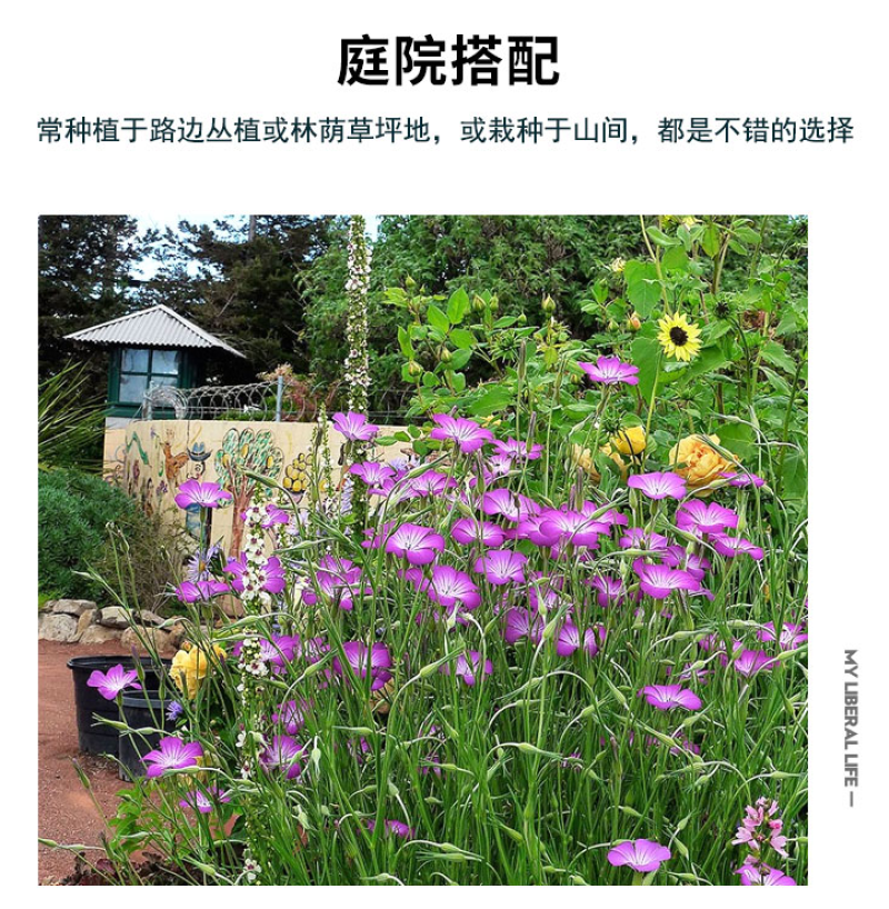 麦仙翁种子麦毒草花期长春季四季播花坛花境庭院景观花卉道路