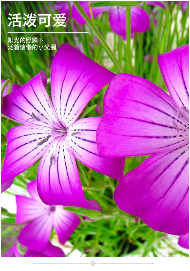 麦仙翁种子麦毒草花期长春季四季播花坛花境庭院景观花卉道路