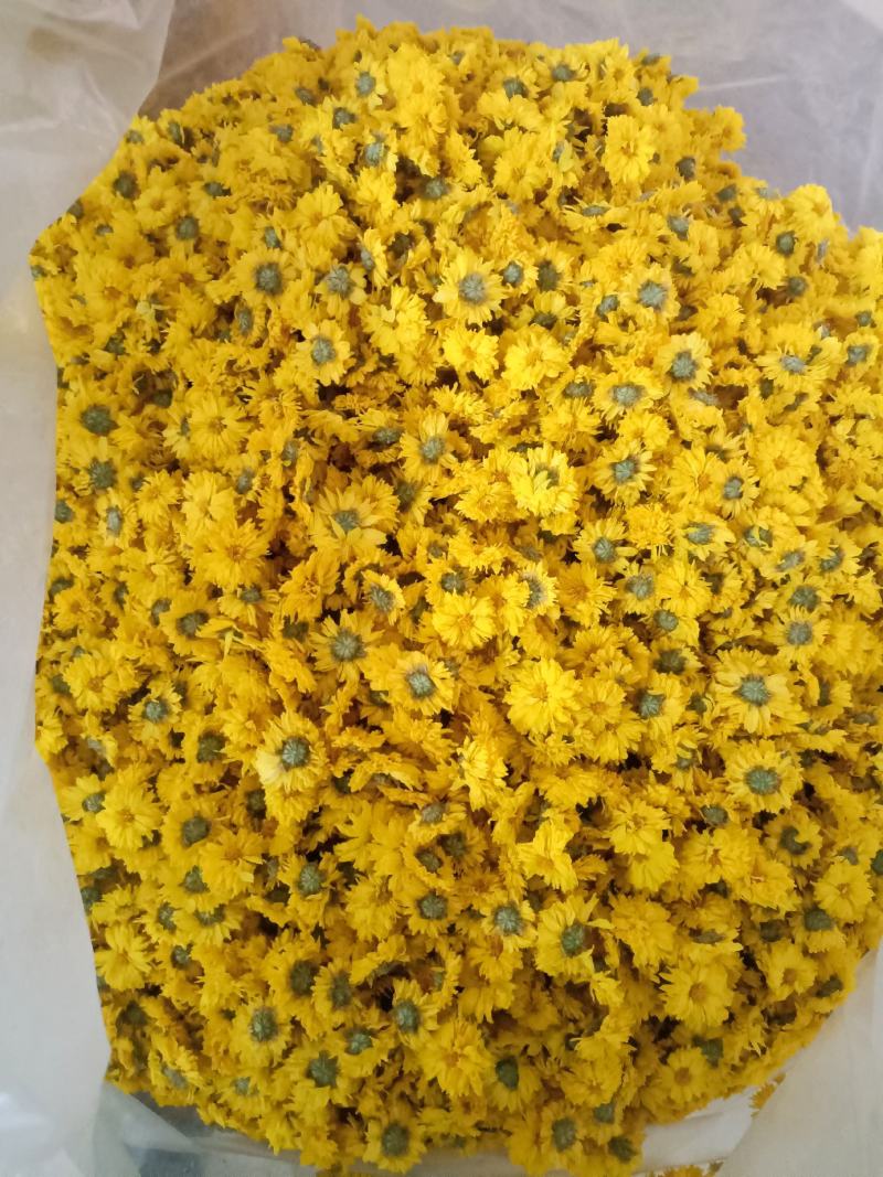 黄山休宁小黄菊，菊花
