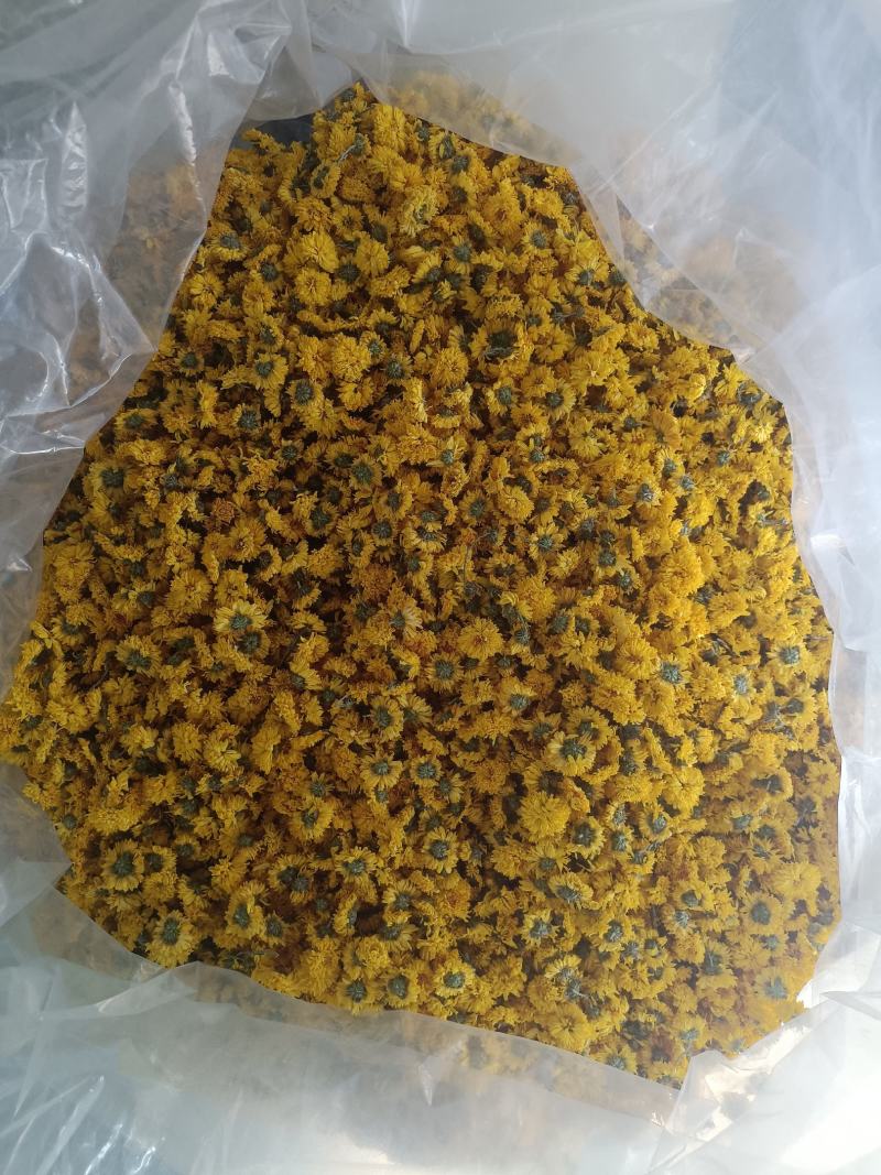 黄山休宁小黄菊，菊花
