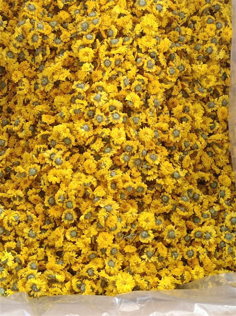 黄山休宁小黄菊，菊花