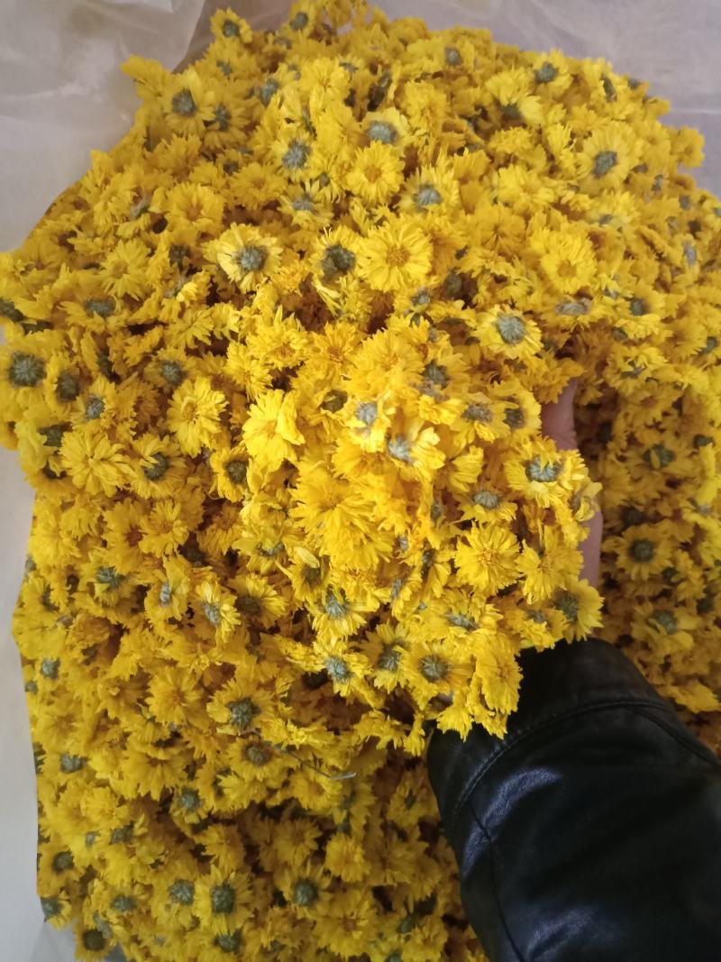 黄山休宁小黄菊，菊花