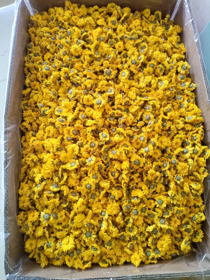 黄山休宁小黄菊，菊花