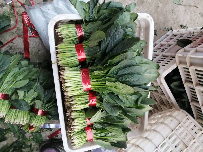 几名戴手套的采摘人员蹲在田间,小心收割已长至20厘米高的菠菜植株,旁边堆放着塑料周转箱,箱体印有‘净菜配送’字样,反映节日市场供应场景 菠菜采收现场:工人正在将新鲜菠菜装入周转箱准备上市