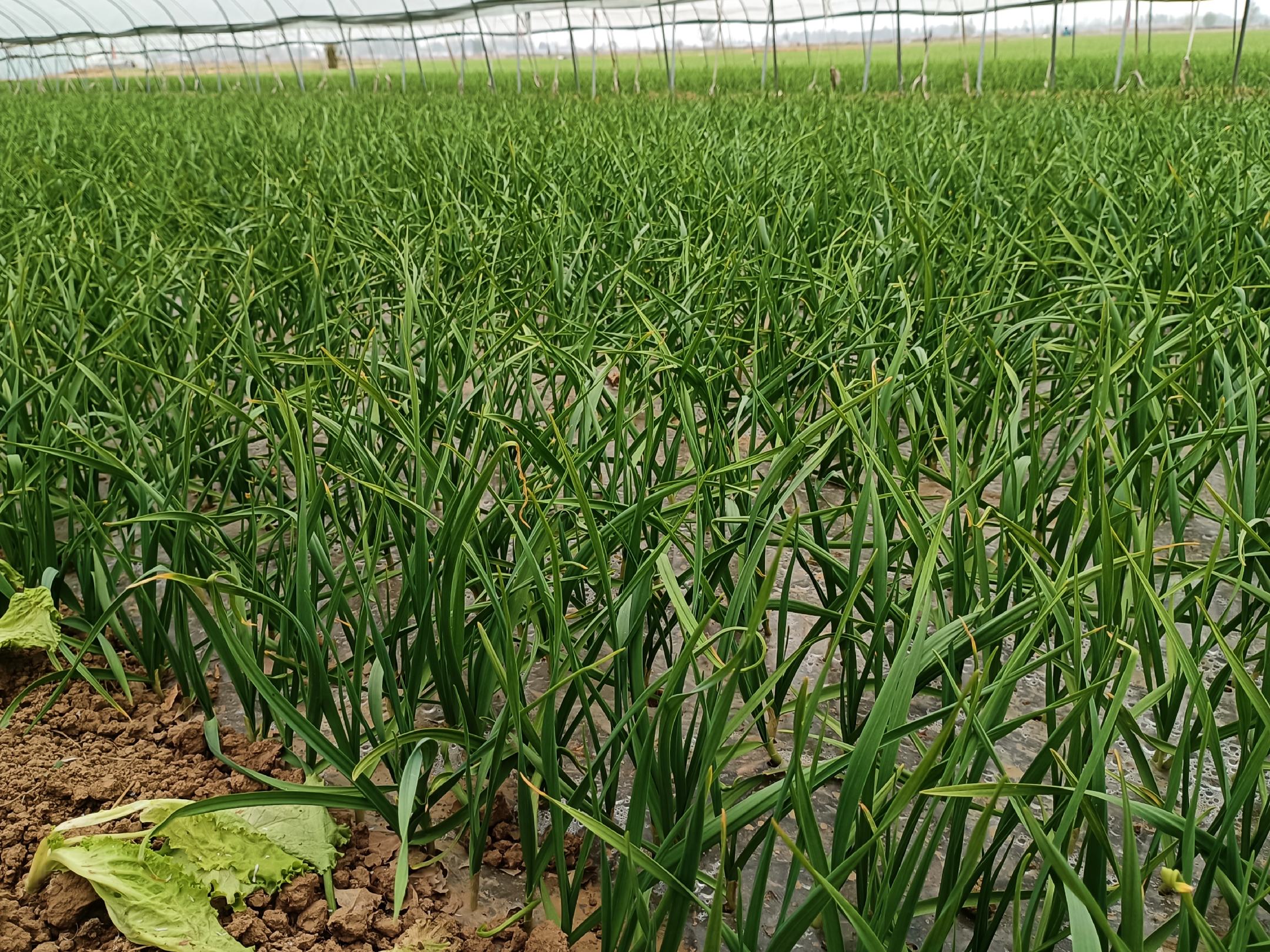 冬季大棚内蒜苗生长实景图