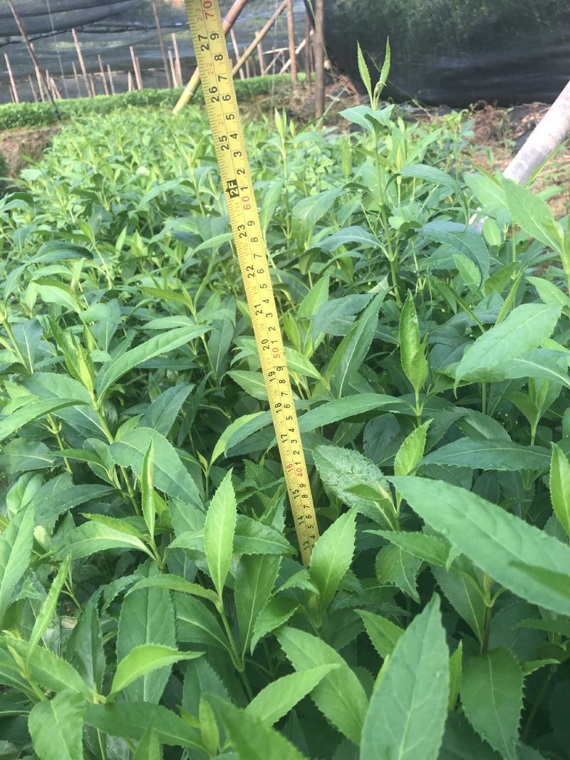 草珊瑚种子，量大从优欢迎咨询联系！质量保障。