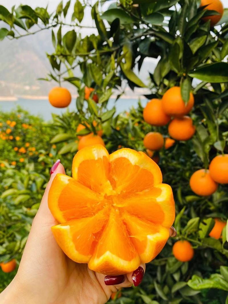 湖北秭归伦晚脐橙春橙甜橙农户一手货源货源充足！