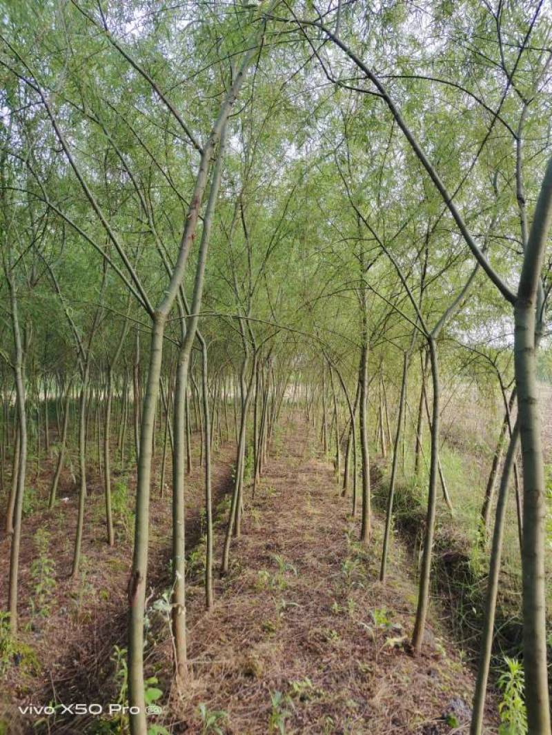 湖南益阳1-20公分垂柳基地常年供货价格可以电话详谈