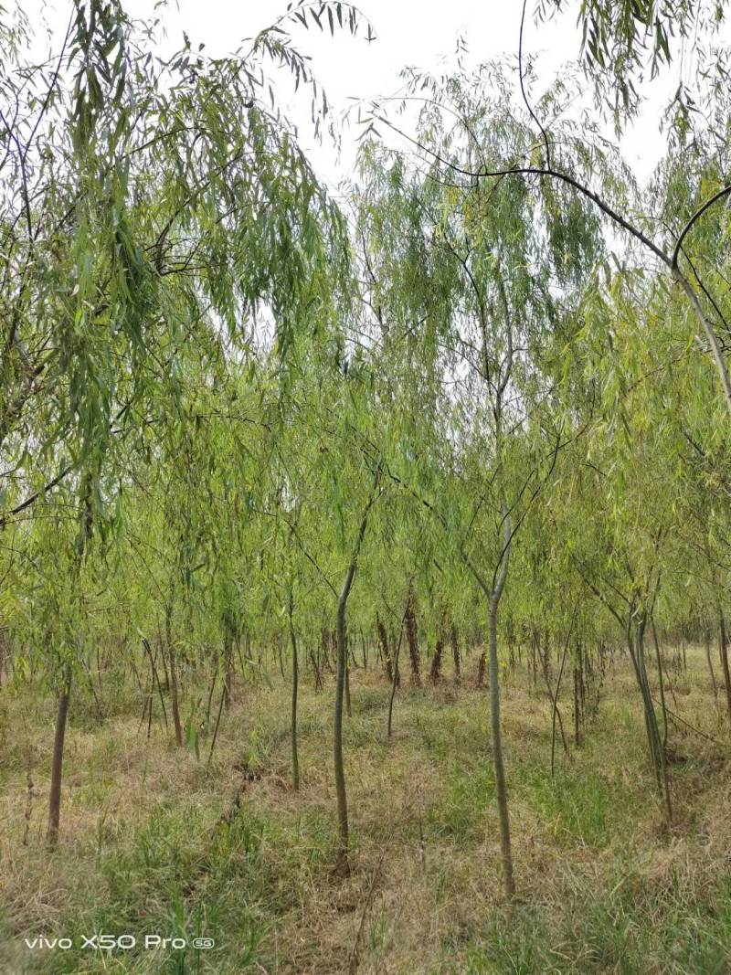 湖南益阳1-20公分垂柳基地常年供货价格可以电话详谈