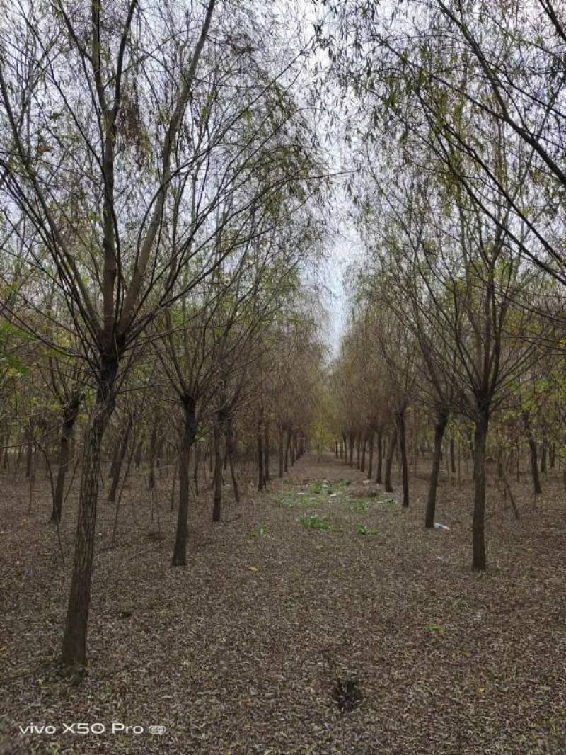 湖南益阳1-20公分垂柳基地常年供货价格可以电话详谈